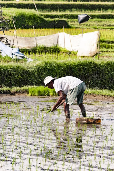 Dokumentär redaktionell bild. Oidentifierade mannen i ris plantager — Stockfoto