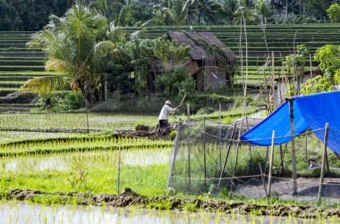 Bali pirinç tarlaları adam değildir