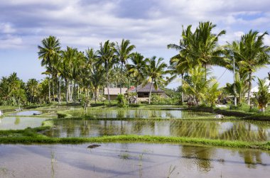 Bali pirinç tarlaları adam değildir