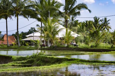 Bali pirinç tarlaları adam değildir