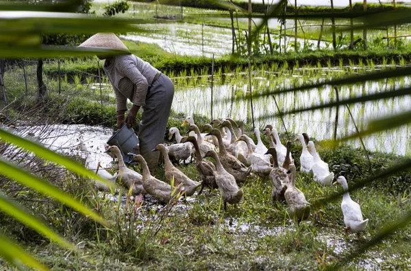 Bali pirinç tarlaları adam değildir
