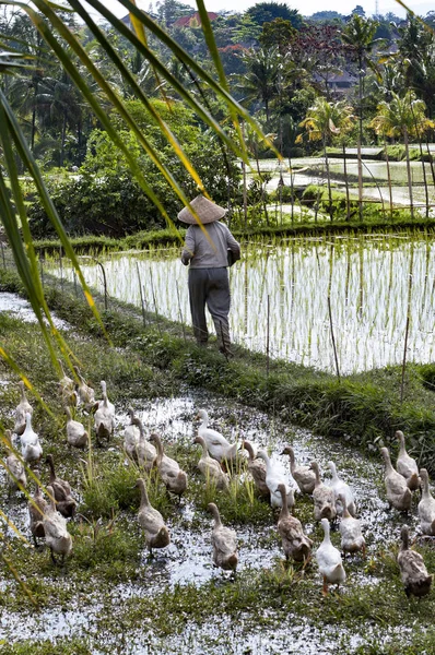 Bali ris plantager mannen inte igenkännliga — Stockfoto