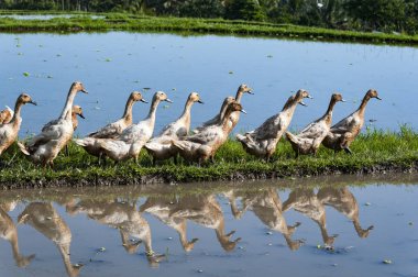 Pirinç tarlaları sırada ördekler