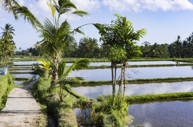 Bali pirinç tarlaları adam değildir
