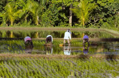 Bali pirinç tarlaları adam değildir
