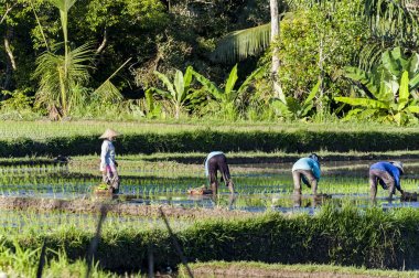 Bali pirinç tarlaları adam değildir