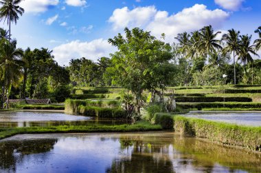 Bali pirinç tarlaları adam değildir