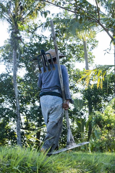 Bali ris plantager mannen inte igenkännliga — Stockfoto