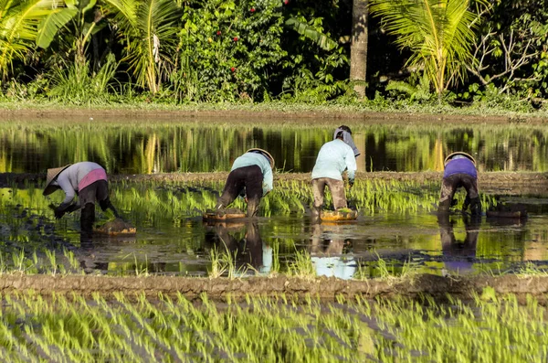 Bali ris plantager mannen inte igenkännliga — Stockfoto