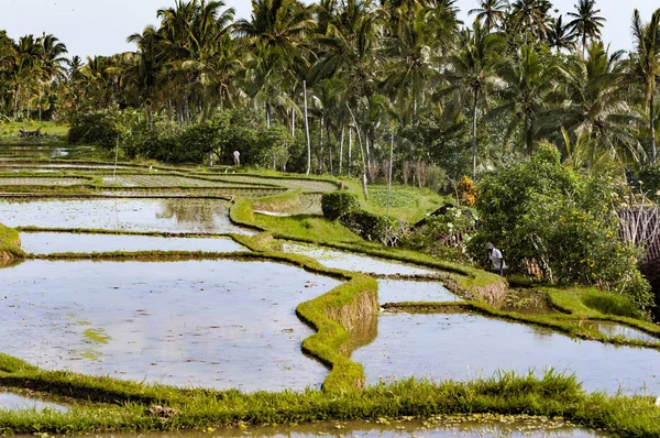 Bali rýžové plantáže muž není rozpoznatelný — Stock fotografie
