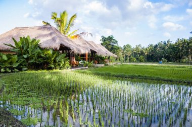 Bali dili evde tipik: pirinç tarlaları