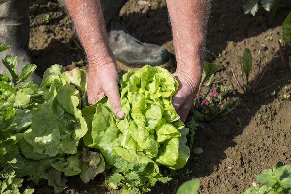 Hombre recogiendo lechuga fresca de su jardín —  Fotos de Stock