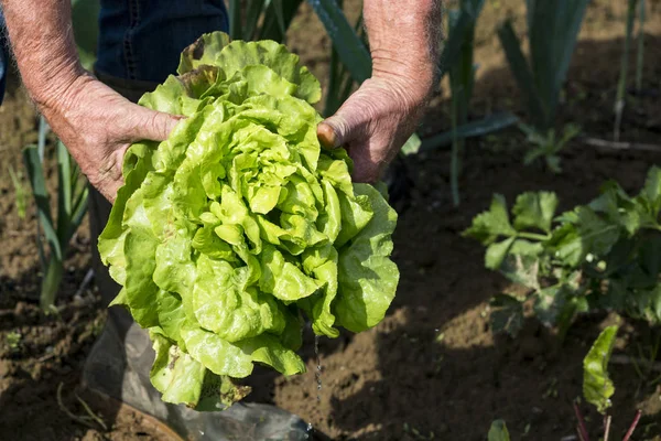 Hombre recogiendo lechuga fresca de su jardín —  Fotos de Stock