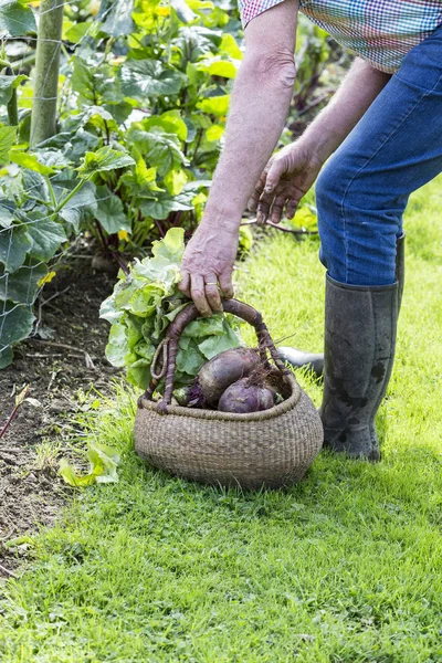 Bahçe sebze bir sepete adamla