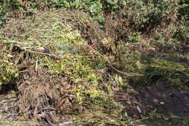 Taze biyo-atık ve kompost Bahçe