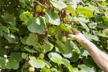 Kivi malzeme çekme sezon