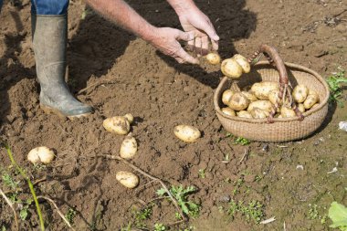 Taze patates açık havada çatal kürekle kazmaya
