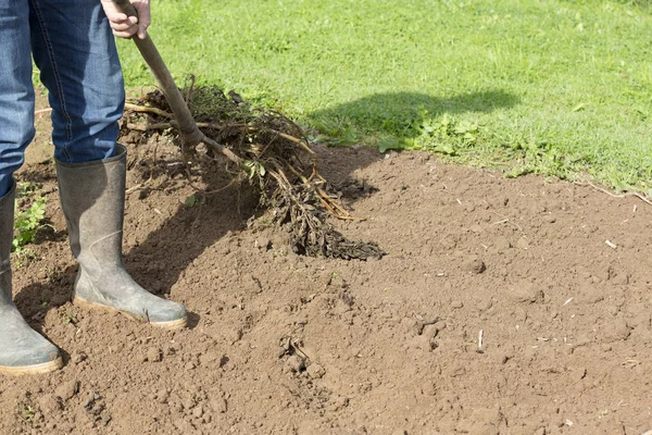 Ogräsrensning jordgubbar med trädgård gaffel eller hoe — Stockfoto