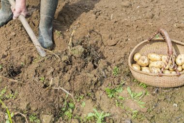 Taze patates açık havada çatal kürekle kazmaya