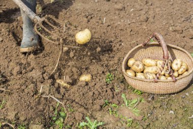 Taze patates açık havada çatal kürekle kazmaya
