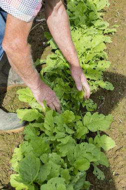 Taze siyah turp bahçesinde bahçıvan tarafından kazmak