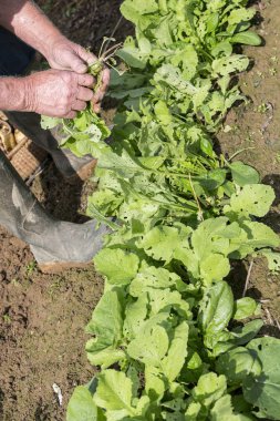 Taze siyah turp bahçesinde bahçıvan tarafından kazmak