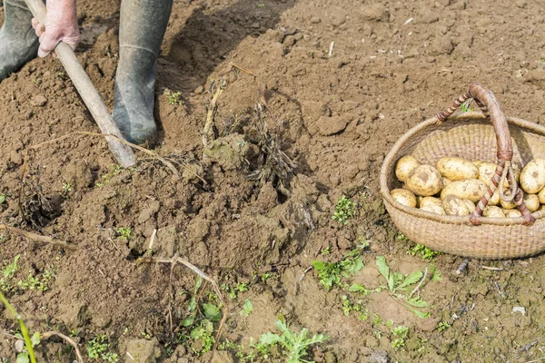Taze patates açık havada çatal kürekle kazmaya
