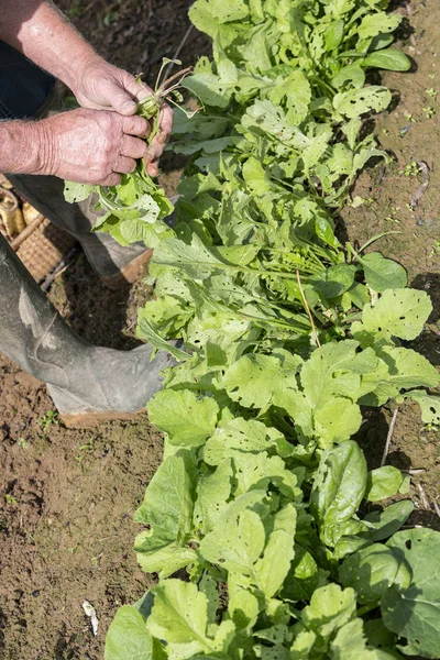 Taze siyah turp bahçesinde bahçıvan tarafından kazmak