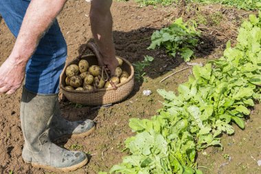 Taze siyah turp bahçesinde bahçıvan tarafından kazmak