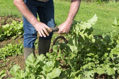 Taze siyah turp bahçesinde bahçıvan tarafından kazmak
