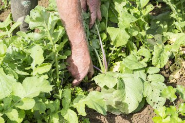 Taze siyah turp bahçesinde bahçıvan tarafından kazmak
