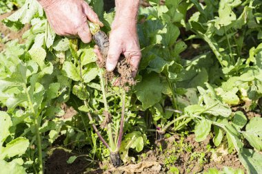 Taze siyah turp bahçesinde bahçıvan tarafından kazmak