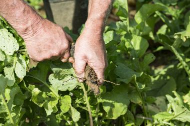 Taze siyah turp bahçesinde bahçıvan tarafından kazmak