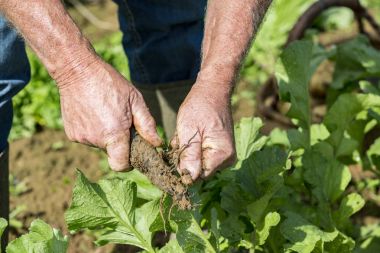 Taze siyah turp bahçesinde bahçıvan tarafından kazmak