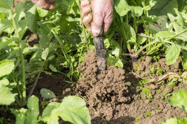 Taze siyah turp bahçesinde bahçıvan tarafından kazmak