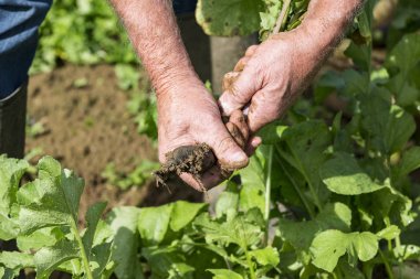 Taze siyah turp bahçesinde bahçıvan tarafından kazmak