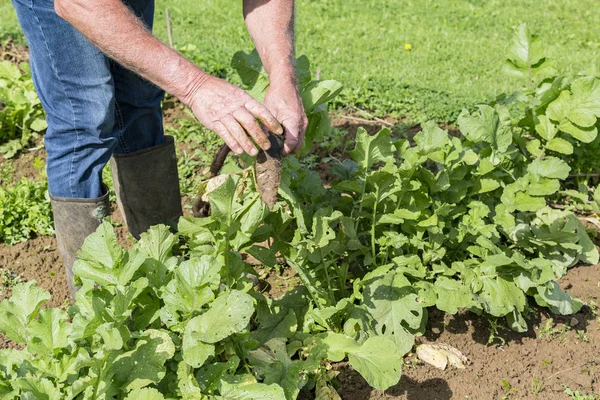 挖的园丁在花园里的新鲜黑萝卜 — 图库照片