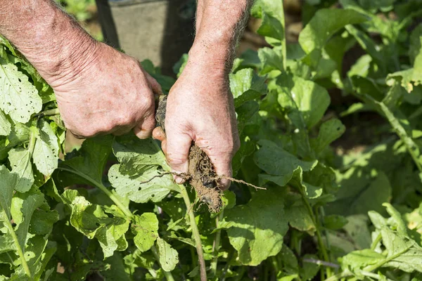Taze siyah turp bahçesinde bahçıvan tarafından kazmak