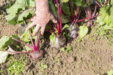 bazı taze beetroots üstleri ile elleriyle