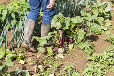Sebze bahçesinde yol üzerinde çıplak ayakla yürüme.