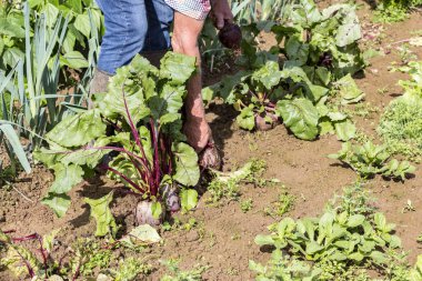 bazı taze beetroots üstleri ile elleriyle