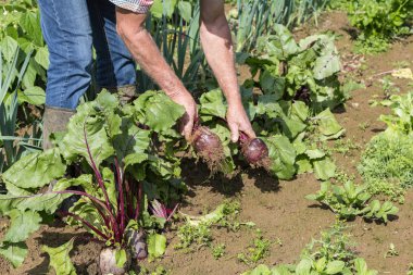 bazı taze beetroots üstleri ile elleriyle