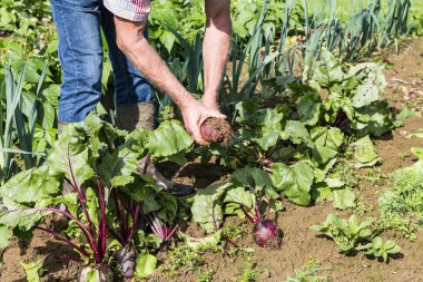 bazı taze beetroots üstleri ile elleriyle