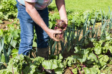 bazı taze beetroots üstleri ile elleriyle