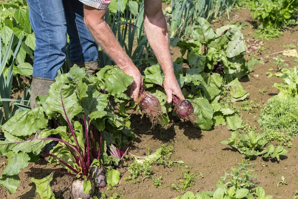 bazı taze beetroots üstleri ile elleriyle