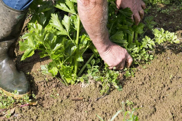 Pulizia del giardiniere in giardino — Foto Stock