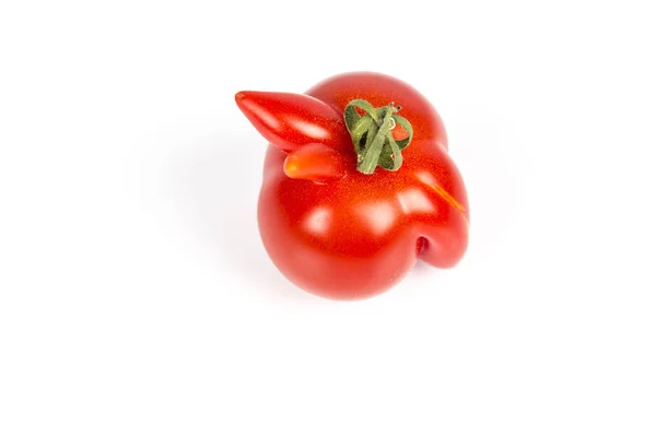 Tomate rouge déformée sur fond blanc — Photo
