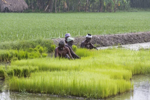 Dokumentär redaktionell bild. Odlar ris under regnperioden. De var genomdränkt med vatten och lera ska förberedas för plantering. — Stockfoto