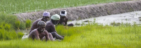 Документальний редакційної зображення. Фермери вирощують рис в сезон дощів. Вони були просочену водою з бруду, щоб бути готовим до посадки. — стокове фото