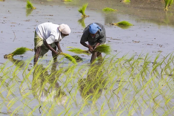 Dokumentární snímek redakční. Neidentifikované ženy transplantovaný rýže střílí závod nové plodiny v rýžovém poli. — Stock fotografie